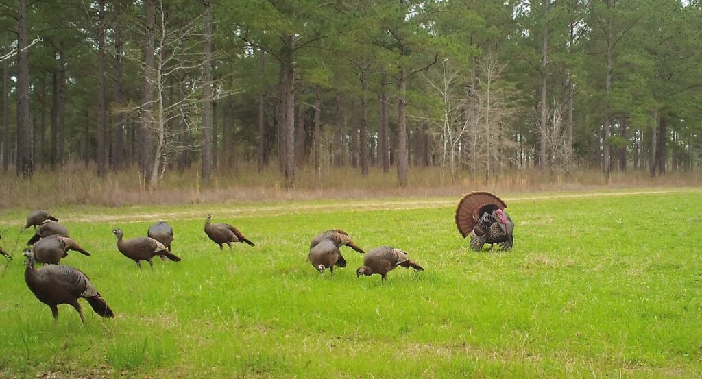 Late Summer & Early Fall Food Plots: What to Know