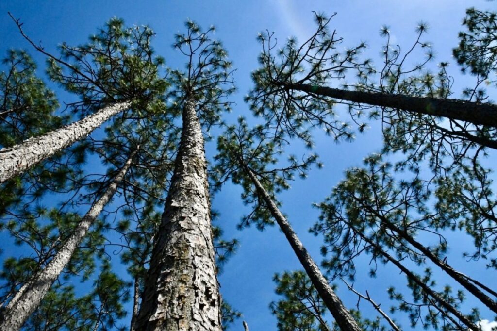 North Carolina Forestry: A Look at 2024’s Key Initiatives and Investments
