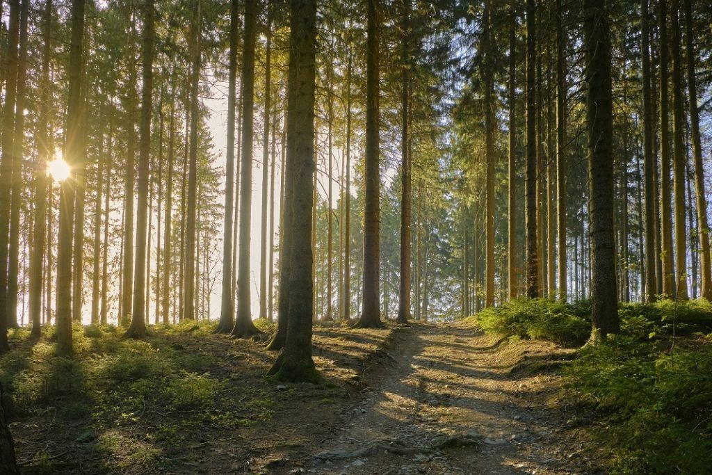 Why Timberland is a Smart Investment for Your Portfolio