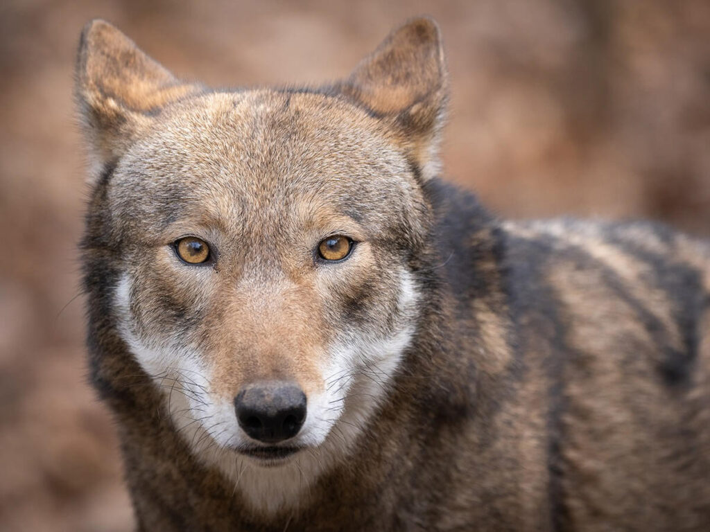 NC Wolves