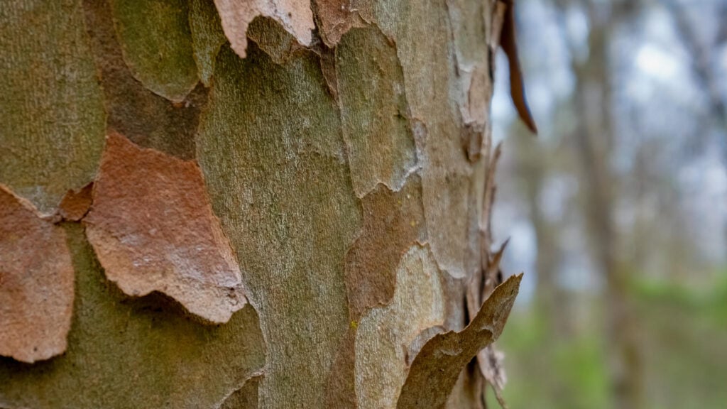 Lumber Cost in North Carolina, Carolina Forestry Real Estate