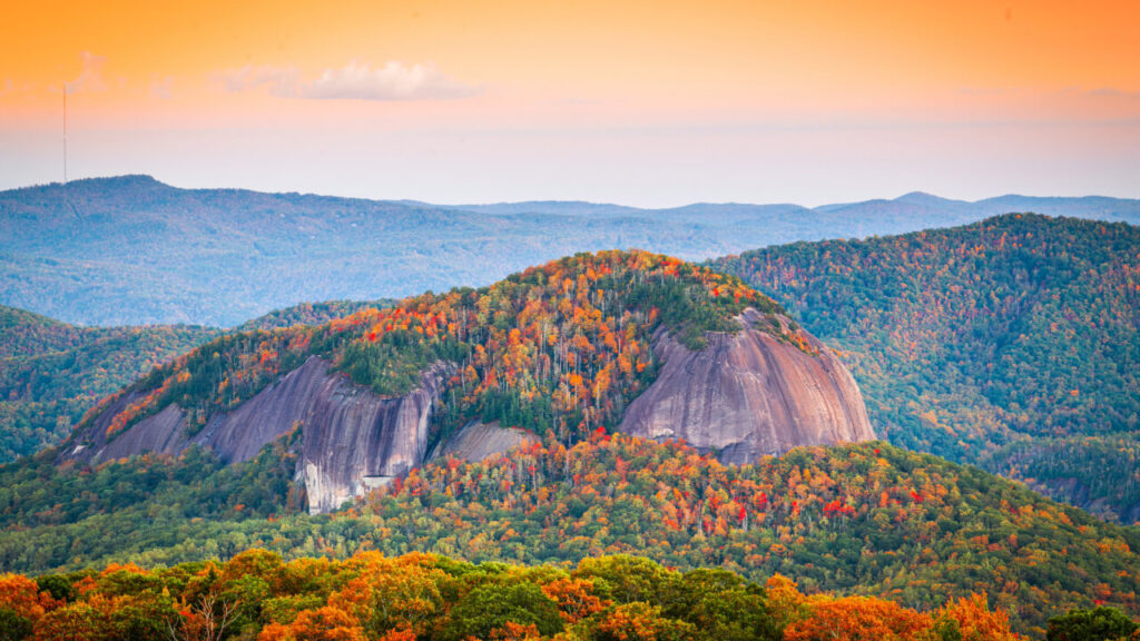 Growing Your Legacy: A Landowner’s Roadmap to Smart Forestry in North Carolina