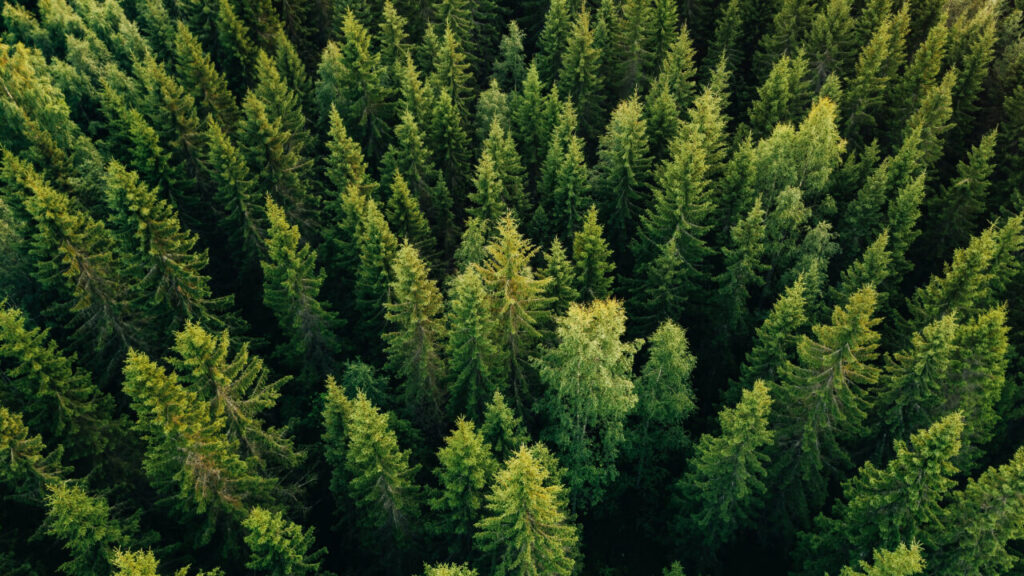 Imagine you’ve spent decades tending your pine and hardwood stands, only to find yourself undercut by imported boards sold at rock‑bottom prices.