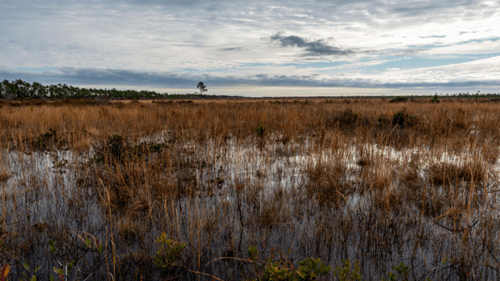 Land Dreams Unlocked: Expert Guidance to Your Ideal North Carolina Property