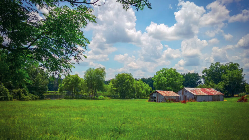 Growing Your Legacy: A Landowner’s Roadmap to Smart Forestry in North Carolina