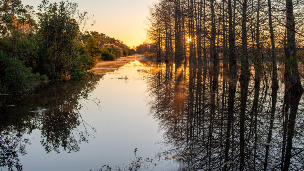 Rooted for Generations: How Sustainable Forestry Keeps North Carolina’s Woods Thriving