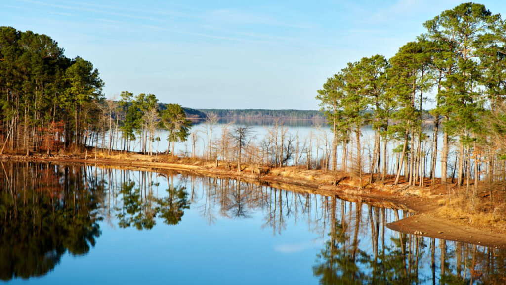 Rooted for Generations: How Sustainable Forestry Keeps North Carolina’s Woods Thriving