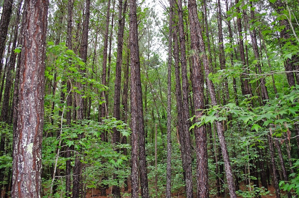 Featured Property: 54± Acres of Prime Residential Land in Granville County, NC