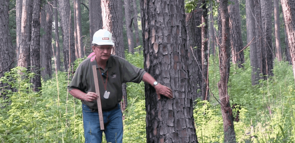 You Won’t Believe How Easy It Is to Measure a Tree’s Height—The 25-Inch Biltmore Stick Hack