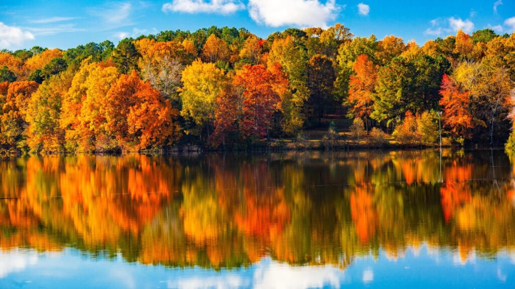 Every autumn, North Carolina’s forests put on one of the most spectacular seasonal shows in the country. When to Expect Peak Fall Foliage!