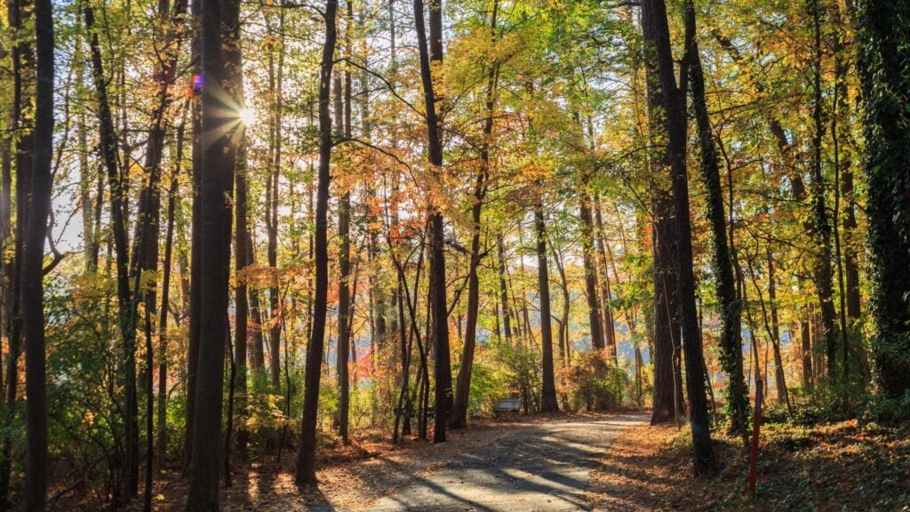 Every autumn, North Carolina’s forests put on one of the most spectacular seasonal shows in the country. When to Expect Peak Fall Foliage!