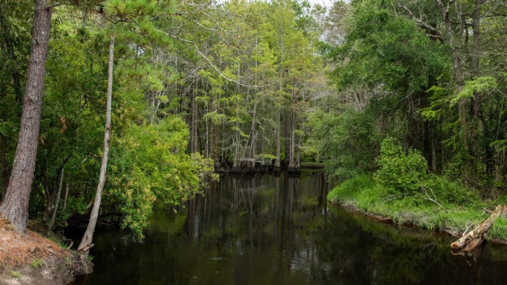North Carolina Standing Timber Market Q1–Q3 2025: A Year of Shifting Value
