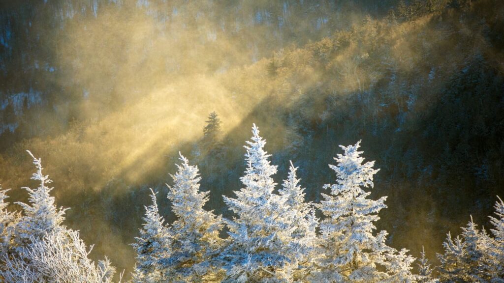Choosing and Caring for Your Real North Carolina Christmas Tree