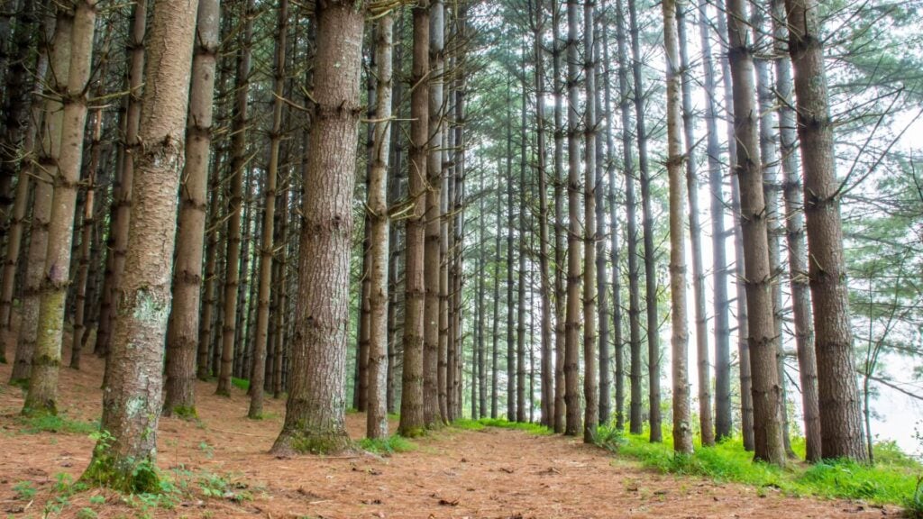 North Carolina Standing Timber Market Q1–Q3 2025: A Year of Shifting Value