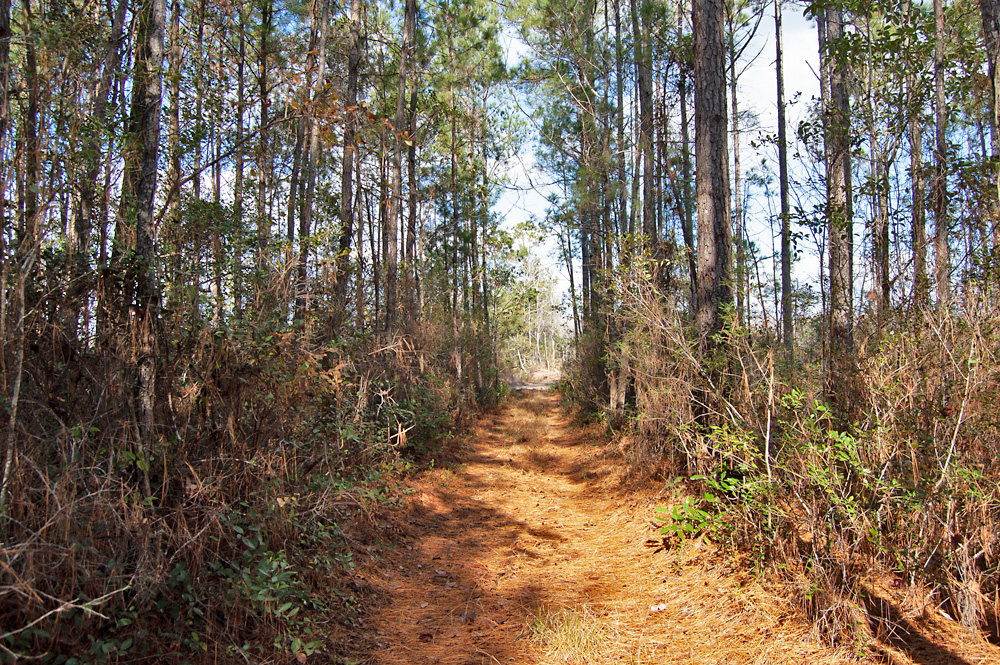 Managed Timber with Real Flexibility This land has a strong forestry background, having been owned and managed by an industrial timber company for many years. That history shows in both the condition of the stands and the overall layout of the property. The majority of the acreage is in loblolly pine, supported by productive sandy-loam soils with a site index in the 83 to 90 foot range at 50 years. That kind of productivity gives a new owner options. Some areas are positioned for potential near-term harvest income, while others are set up to continue growing and producing value over time. It’s a property that allows you to decide how aggressive or hands-off you want to be with management. Current timber composition includes: Mid-aged loblolly pine with seed tree removal completed in 2023 Thinned loblolly pine plantation acreage Areas of natural regeneration A small portion of wetland hardwoods This mix creates diversity across the tract and avoids the “all one age, all one stand” issue that limits flexibility on some timber properties. Access That Actually Works on the Ground One of the things that stands out about Rocky Point Timberland is how usable it is. Access is provided by a 30-foot deeded easement to Highway 210, along with a prescriptive easement to Kellyville Road. Once you’re on the property, movement is straightforward thanks to several miles of established truck roads and ATV paths. The marked 4×4 road is suitable for trucks and SUVs, while additional trails are best suited for ATVs and UTVs. This makes it easy to inspect timber, maintain roads, or simply move around the property without fighting through rough terrain. Underground power is already in place, with multiple transformers located on the property. That’s a feature you don’t often see on timber tracts of this size, and it adds another layer of long-term utility, whether for management, future improvements, or recreational use. 
