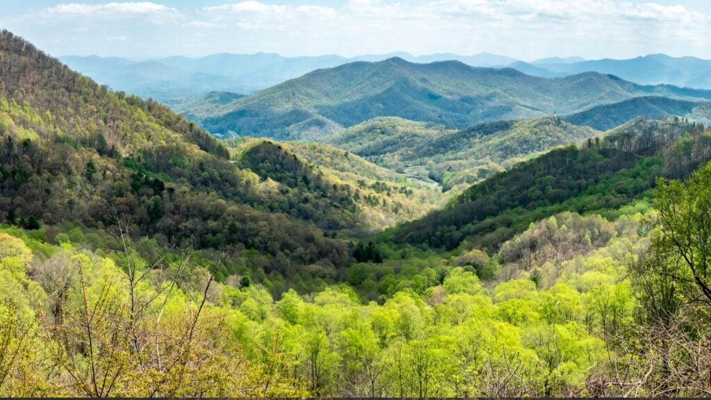 Permit-Free Firewood Collection Extended Through 2026 on the Pisgah National Forest