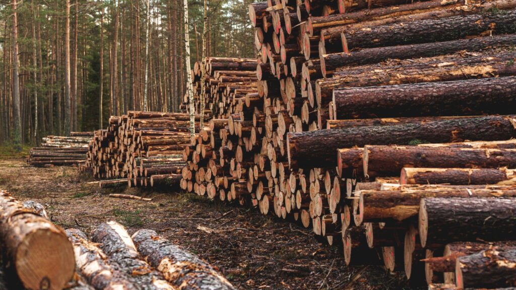 2025 North Carolina Timber Market Wrap-Up: East vs. West