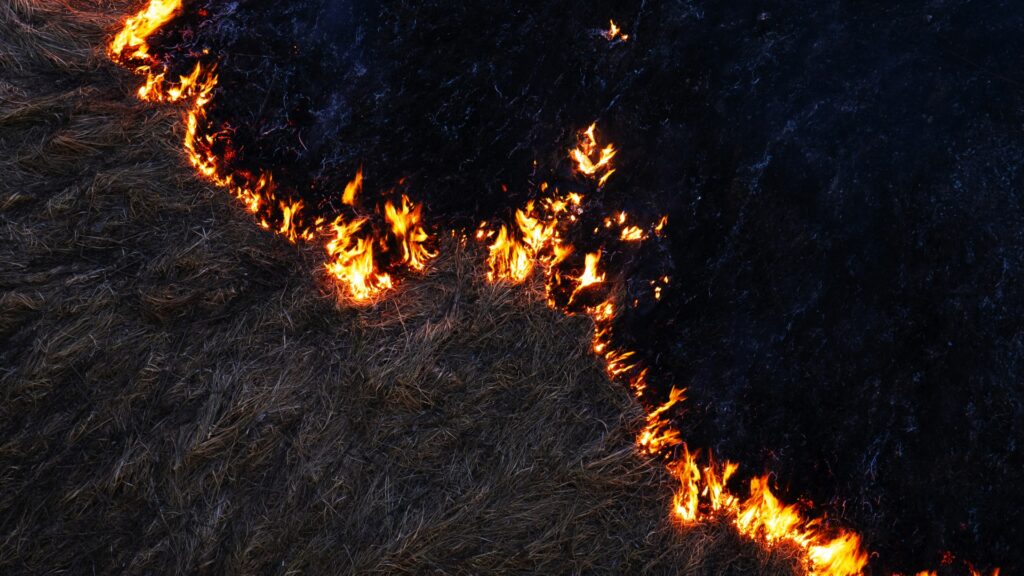 Prescribed Burning: A Proven Tool for Managing Forestland in North Carolina