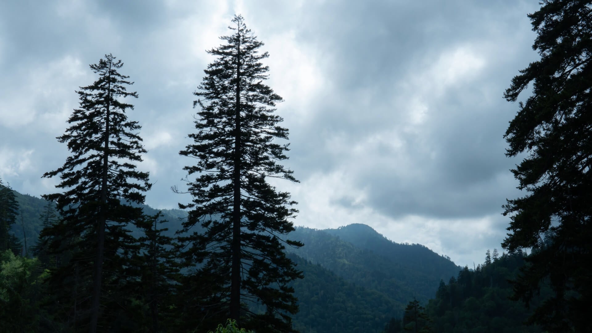 North Carolina Pine Trees