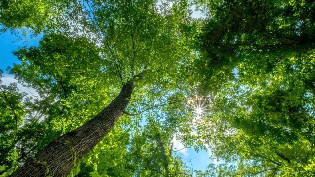 Succession Planning for NC Landowners