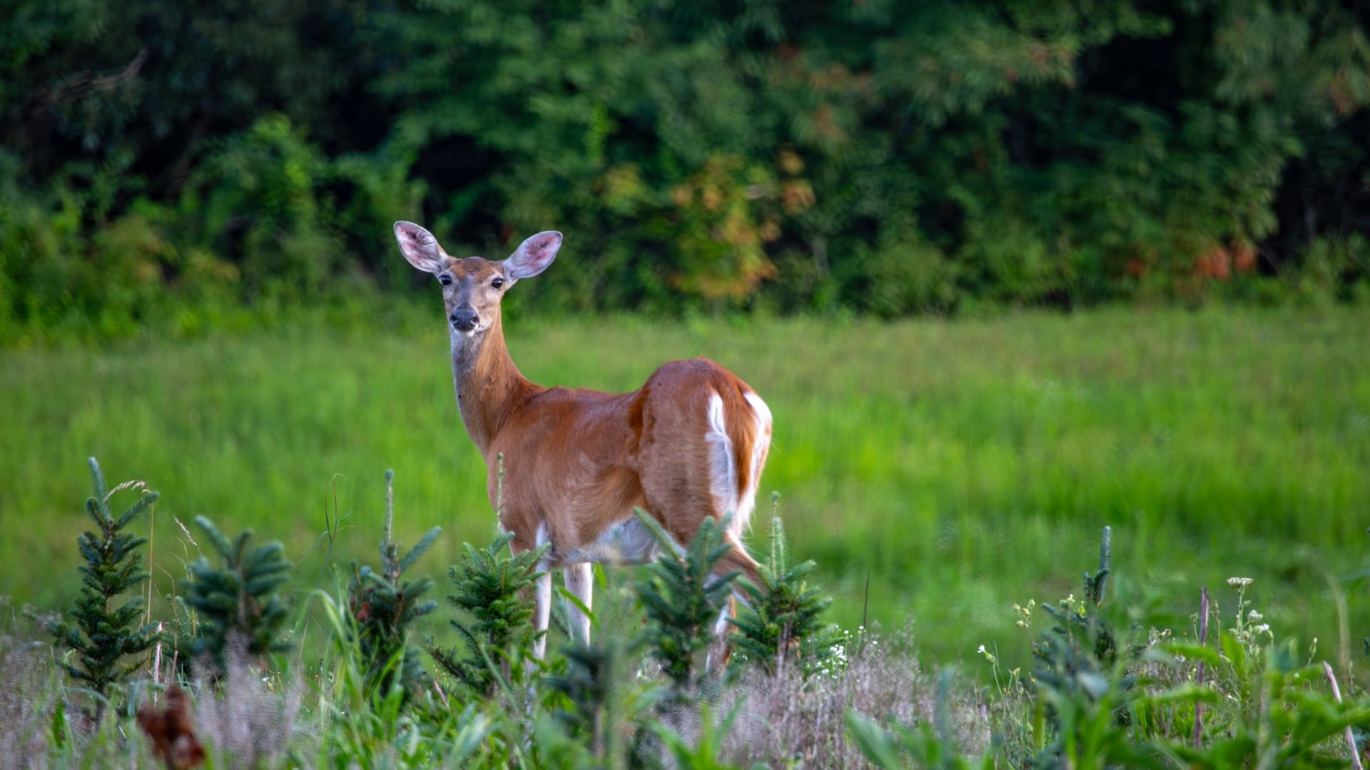 Managing Your Land for Deer Season: Food Plots, Habitat & Timing Tips for NC Landowners