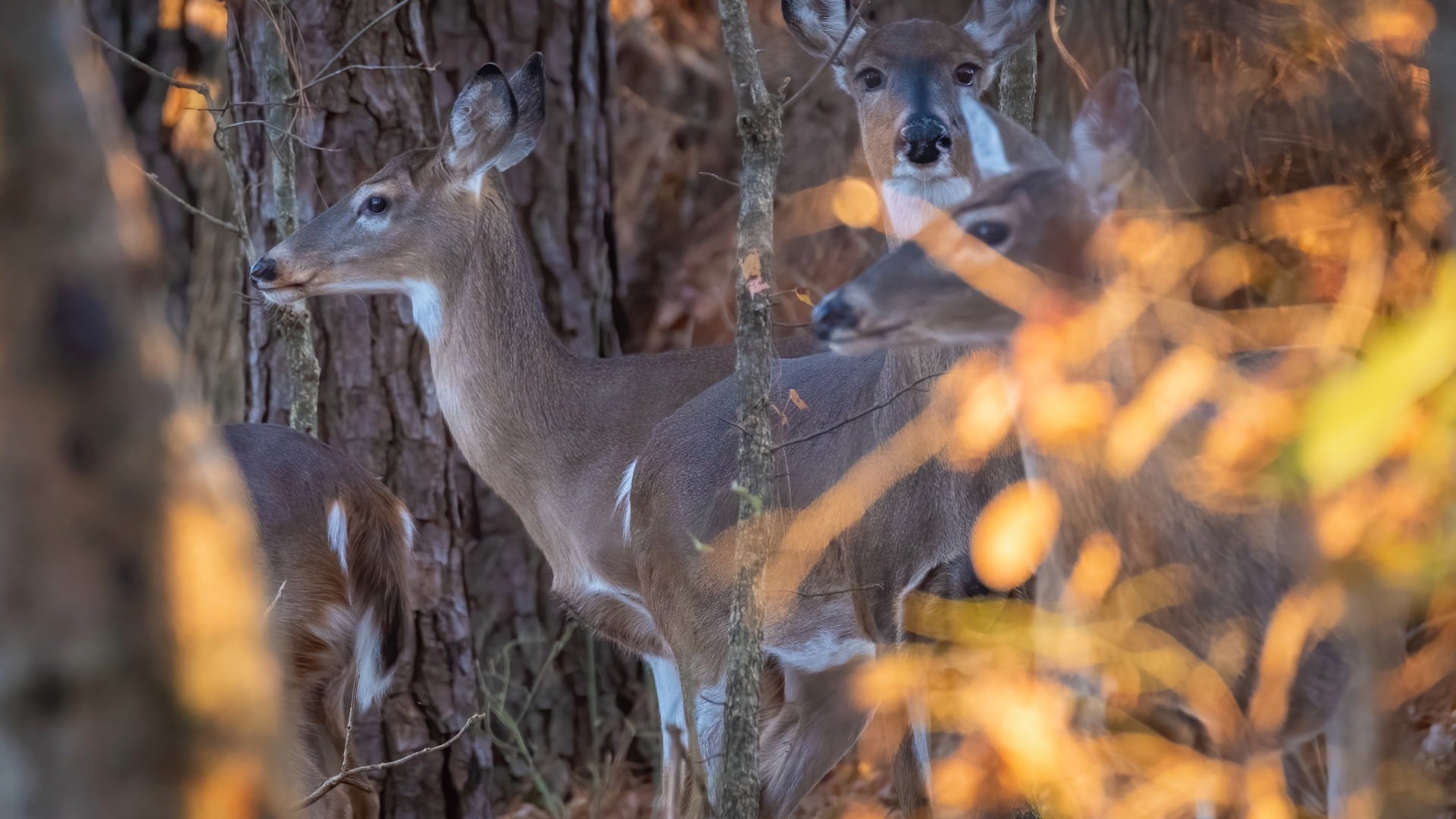 Managing Your Land for Deer Season: Food Plots, Habitat & Timing Tips for NC Landowners