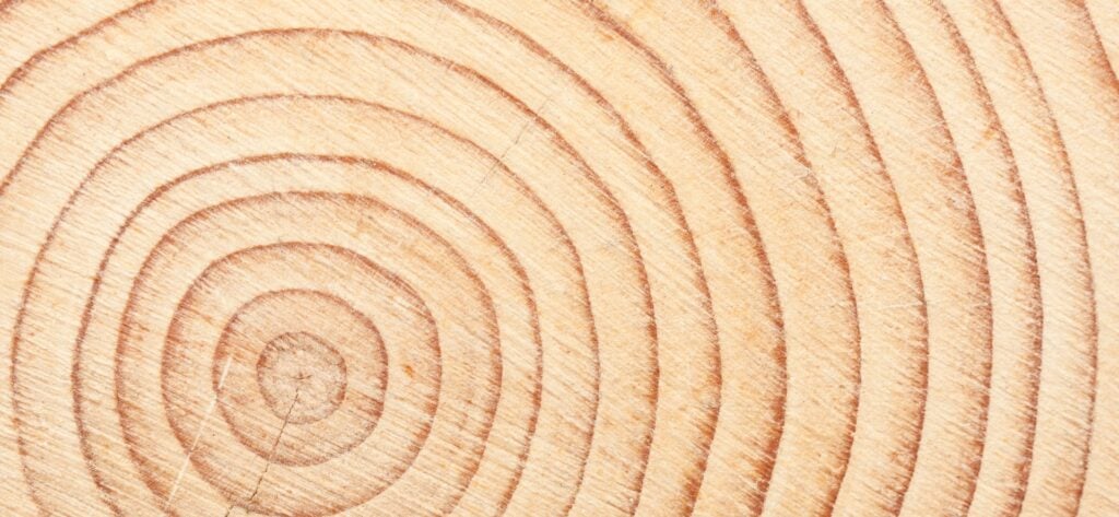 Timber in North Carolina