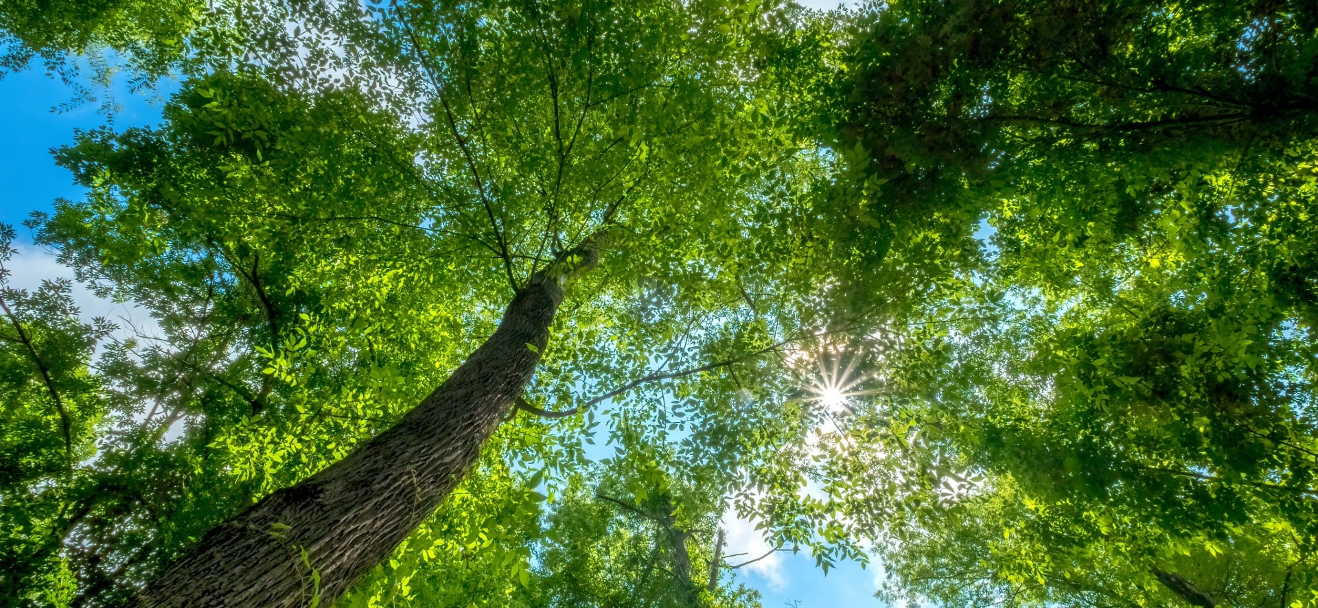Replanting After a Timber Harvest in NC | Carolina Forestry