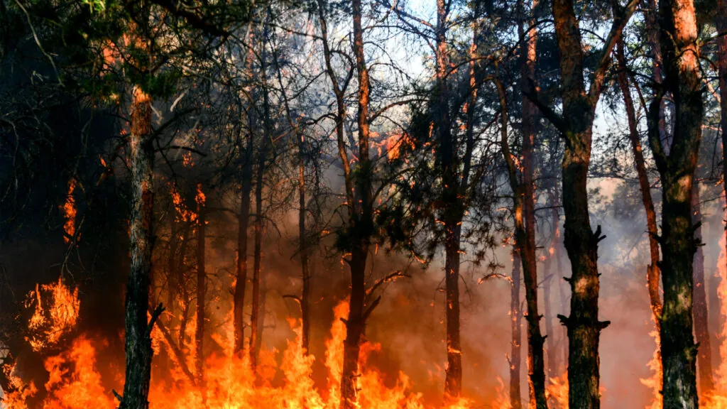 N.C. Forest Service Faces Staffing Shortages as Wildfire Risks Increase