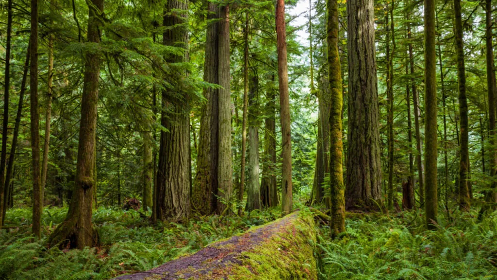 Imagine you’ve spent decades tending your pine and hardwood stands, only to find yourself undercut by imported boards sold at rock‑bottom prices.