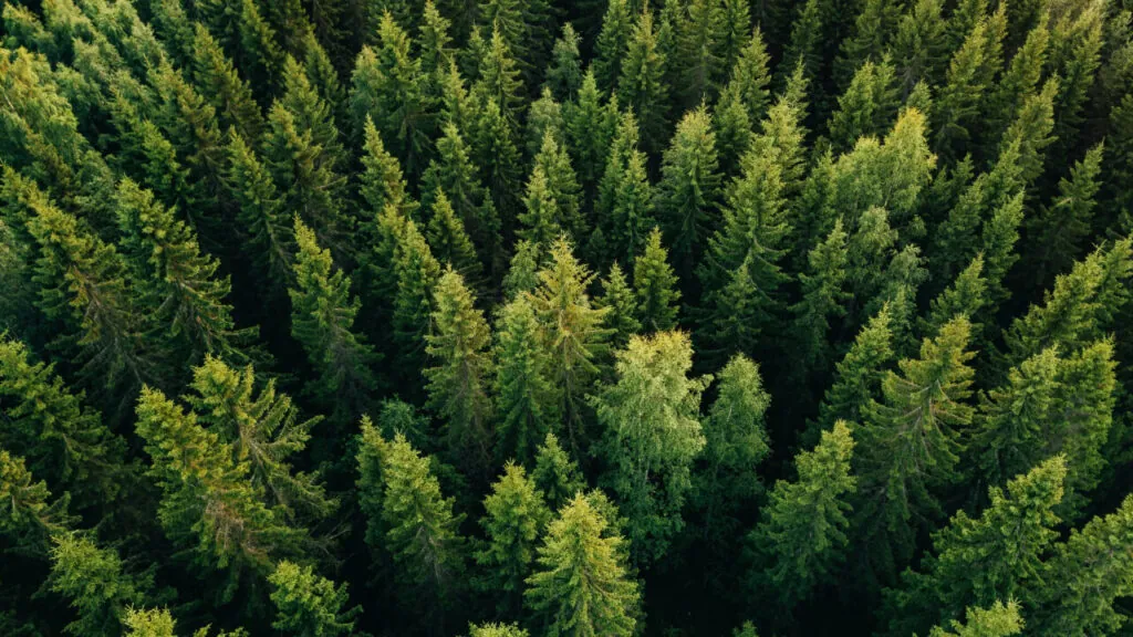 Imagine you’ve spent decades tending your pine and hardwood stands, only to find yourself undercut by imported boards sold at rock‑bottom prices.