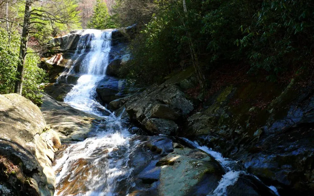 Environmental Groups Sue to Halt Expanded Logging in Pisgah and Nantahala Forests, Carolina Forestry Realty Update