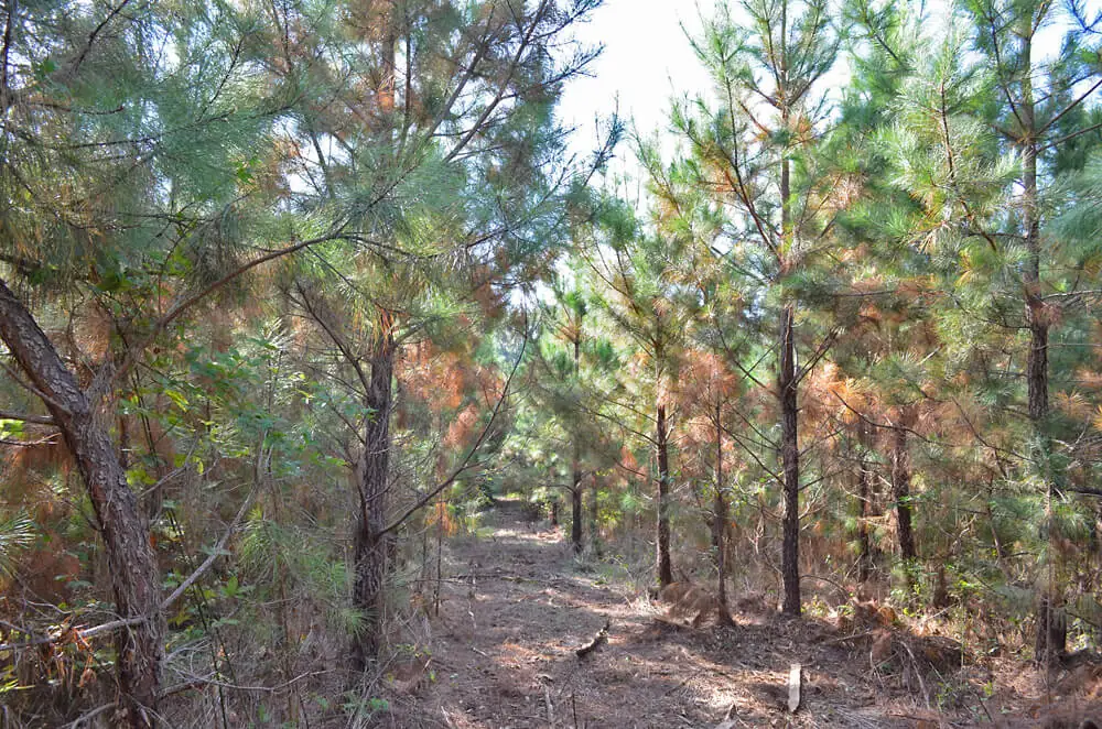 New Listing: 35.3 Acres on Sam Young Road in Granville County, NC