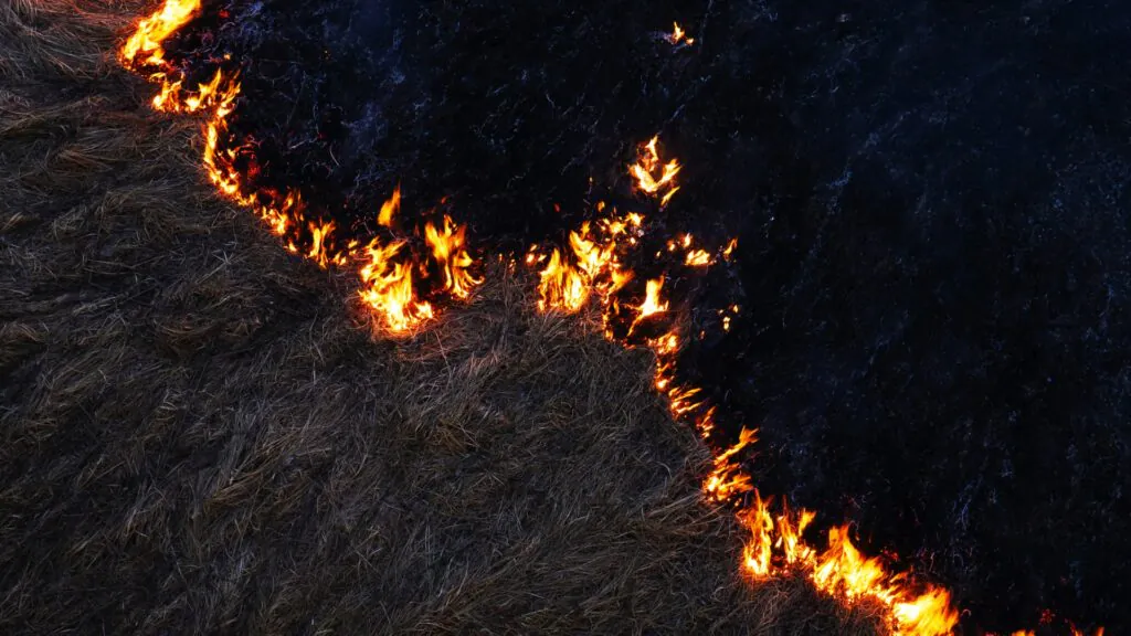 Prescribed Burning: A Proven Tool for Managing Forestland in North Carolina